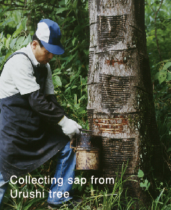 collecting sap from Urushi tree