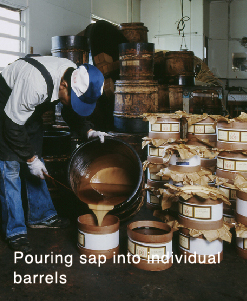 Pouring sap info individual barrels